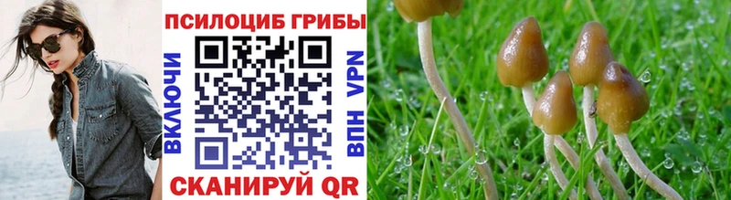 Галлюциногенные грибы Psilocybe  Купить где  Добрянка 